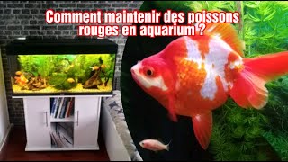 Comment maintenir des poissons rouges en aquarium [upl. by Nort]