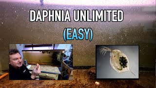 How I Raise Daphnia Water Fleas And You Can Too [upl. by Dunlavy]