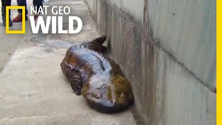 At Least Five New Giant Salamander Species Identified  Nat Geo Wild [upl. by Haissi668]