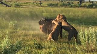 Lions attack buffalo in Okavanga Delta Botswana ampBeyond Xudum Lodge [upl. by Lucier]