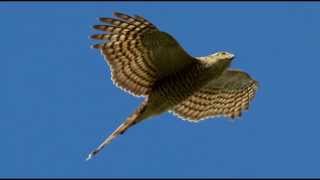 Sparrowhawk Bird Call Bird Song [upl. by Shepp]