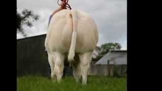 Belgian Blue  Charolais bull [upl. by Otrebron]