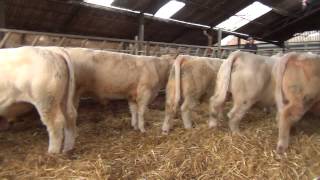 Charolais young bulls at Cockerington [upl. by Vittoria]