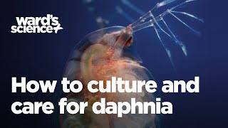 Caring and Culturing for Daphnia [upl. by Araihc]