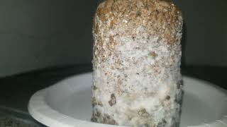 How to spot contamination in your mycelium [upl. by Holtz]