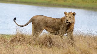 Survival In The Swamp Lions Adapt To The Flooded Wilderness Of The Okavango Delta [upl. by Lecrad]