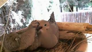 Mourning Dove Family  Part 2 Hatching and raising young [upl. by Bound]