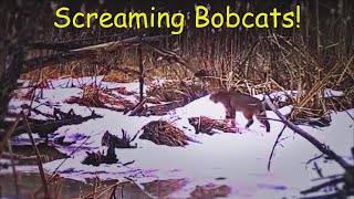 Bobcats Screaming  Bobcat Calling for a Mate  Bobcat Sounds [upl. by Eiwoh]