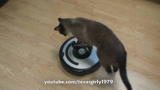 Cat shows HOW TO use iRobot Roomba Vacuum [upl. by Emse]