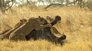 Lion Vs Elephant [upl. by Hyacinthe]