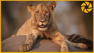 Into The Okavango Delta  A Botswana Safari Adventure I Wildlife Photography [upl. by Enileoj]