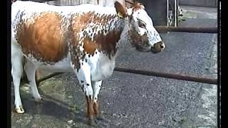 Rare breeds of cattle in Ireland [upl. by Marcellina]