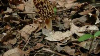 Morel Mushroom Life Cycle growth Time Lapse [upl. by Eugaet117]