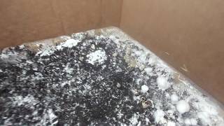 Magic Mushroom Grow Kit Pinning after 9 days [upl. by Keener645]