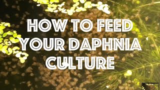 How To Feed Your Daphnia Culture [upl. by Niryt]