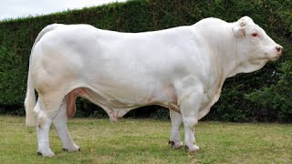 Charolais bulls [upl. by Attiuqal]