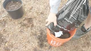 How much soil for a 5 gallon bucket  Container Gardening planting tomatoes peppers cucumbers [upl. by Nitsew]