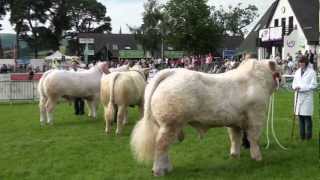 British Charolais at The Royal Welsh Show 2012 [upl. by Yerroc]