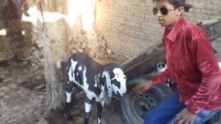 Zohaib pendu official new Vlog [upl. by Tloc473]