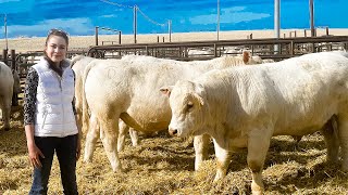 DeBruycker Charolais Bull Sale 2021 Montana [upl. by Lindell479]