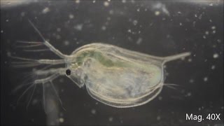 Daphnia magna under the Microscope [upl. by Odlanor472]