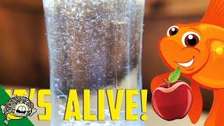 How to culture Vinegar Eels The EASY Way Live Fish Food [upl. by Gardal]