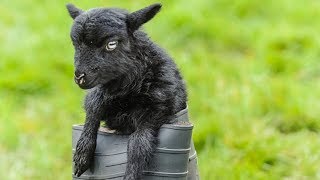 Ouessant Sheep  World’s Smallest Sheep Breed [upl. by Auqinu]