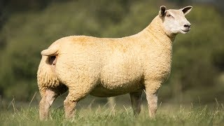 Charollais Sheep  Large WellMuscled [upl. by Meesak]