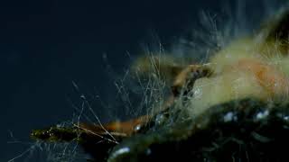 Soil Fungi Mycelium Time lapse [upl. by Asylla892]