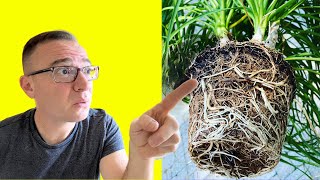 How to Repot Ponytail Palm 3 CRITICAL STEPS YOU CANT MISS [upl. by Hobie811]