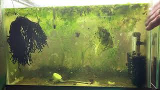 Scuds Daphnia Cherry Shrimp Copepods My aquatic food culture [upl. by Atteuqahs436]