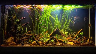 Altum Angelfish Biotope Inspired Aquarium [upl. by Tengler]