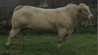 Charolais Bull BlelackDigger AI Sire [upl. by Atela217]