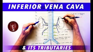 Inferior Vena Cava and its tributaries  Anatomy Tutorial [upl. by Viehmann848]