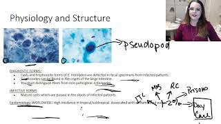 Entamoeba histolytica [upl. by Duong]