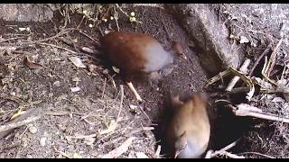 Nesting Orange Footed Scrub Fowls Megapodius reinwardt [upl. by Cadmar]