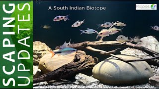 How to set up a biotope aquarium Indian Biotope Aquarium Indian Aquarium Fish Biotope [upl. by Dene622]