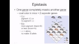 Epistasis [upl. by Seira]