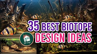 35 Biotope Aquarium Design Ideas [upl. by Mears]