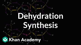 Dehydration synthesis or a condensation reaction  Biology  Khan Academy [upl. by Korff]