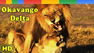 Nat Geo Wild The Okavango Delta  Inferno In The Kalahari Desert  Animals Documentary Nature HD [upl. by Pietje760]