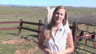 Beginner Horse Training Basics [upl. by Thomasina841]