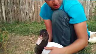 Angel Wing Info Wrap Demo and Treatment Duck but Chickens too [upl. by Chill]