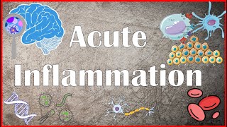 Acute Inflammation  Definition Pathogenesis Causes Mediators Morphology Exudate and Transudate [upl. by Leverick]