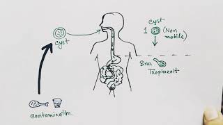 Entamoeba histolytica life cycle  English   Amoebic dysentry  parasitic protozoan [upl. by Nnayd]