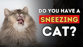 Sneezing Cat 5 Effective Home Remedies [upl. by Yren279]