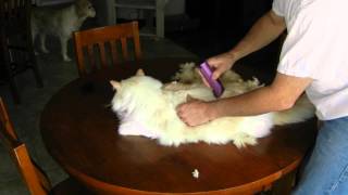 How to shave your cat [upl. by Showker442]