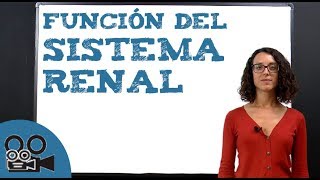 Función del sistema renal [upl. by Ennayram]