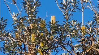 Banksia Integrifolia [upl. by Corder]