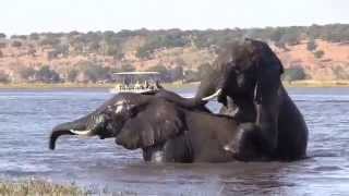 Okavango  Africas World of Water [upl. by Lundin]